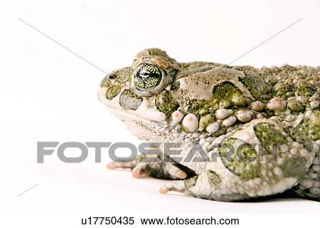 animals, detail, bufonidae, alfred View Large Photo Image Stock Photography - animals, detail, bufonidae, alfred. Fotosearch