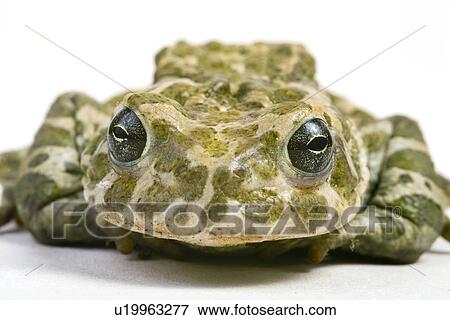 animals, eyes, eye, close, alfred View Large Photo Image Stock Photo - animals, eyes, eye, close, alfred. Fotosearch