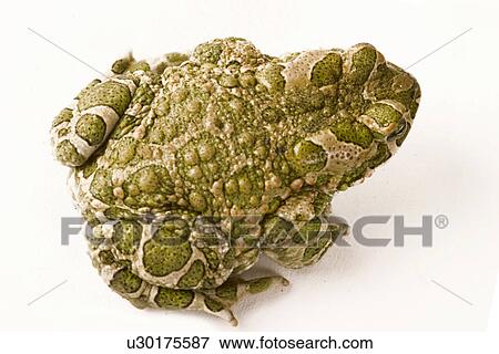 animals, frog, bufonidae, back view, alfred View Large Photo Image Stock Photo - animals, frog, bufonidae, back view, alfred. Fotosearch