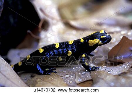 autumn, brown, black, Bernhard, animals View Large Photo Image Stock Image - autumn, brown, black, Bernhard, animals. Fotosearch