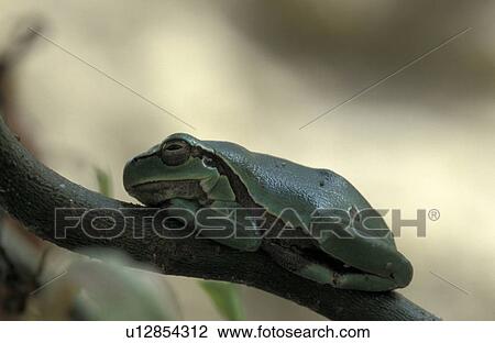 bough, branches, branch, animals View Large Photo Image Stock Image - bough, branches, branch, animals. Fotosearch