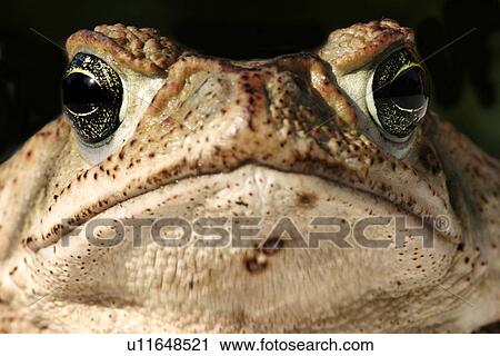 brown, anger, annoyed, animals, angry, alfred View Large Photo Image Stock Image - brown, anger, annoyed, animals, angry, alfred. Fotosearch