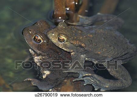 brown, bufo, animals View Large Photo Image Stock Photo - brown, bufo, animals. Fotosearch