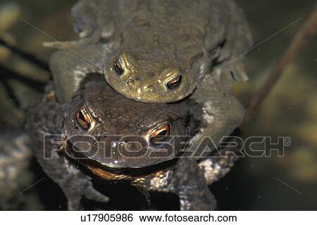 brown, bufonidae, animals View Large Photo Image Stock Photograph - brown, bufonidae, animals. Fotosearch
