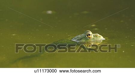 Christian, CLOSE, animals View Large Photo Image Stock Image - Christian, CLOSE, animals. Fotosearch