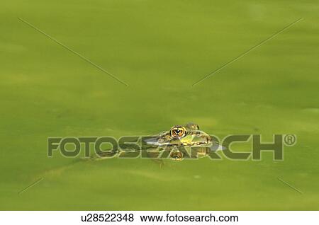 Stock Photo - Christian, day, animals. Fotosearch