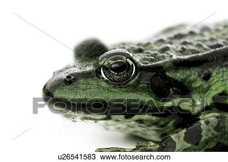 close-up, amphibisch, camouflage, animal head, animal, close-upnear, amphibian View Large Photo Image Stock Image - close-up, amphibisch, camouflage, animal head, animal, close-upnear, amphibian. Fotosearch