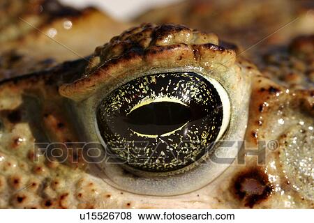 close-up, animals, CLOSE, bufonidae, brown, alfred View Large Photo Image Stock Photo - close-up, animals, CLOSE, bufonidae, brown, alfred. Fotosearch