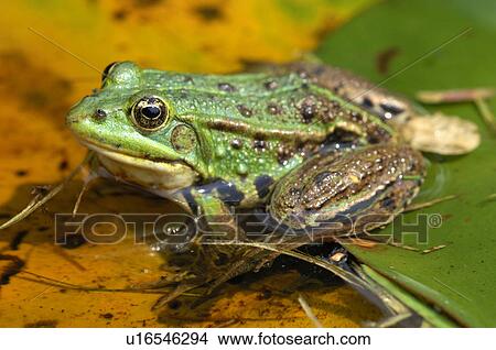 details, animal, detail, close-up, animals, amphibian View Large Photo Image Picture - details, animal, detail, close-up, animals, amphibian. Fotosearch