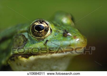 details, animal, detail, close-up, animals, amphibian View Large Photo Image Stock Image - details, animal, detail, close-up, animals, amphibian. Fotosearch