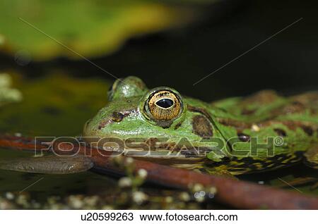 details, animal, detail, close-up, animals, amphibian View Large Photo Image Stock Image - details, animal, detail, close-up, animals, amphibian. Fotosearch