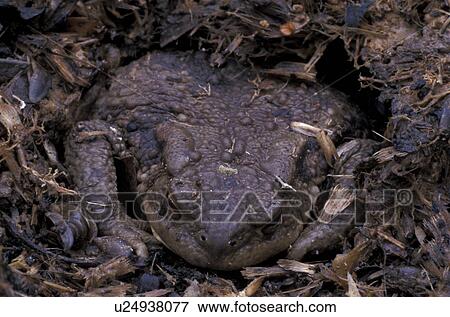 erde, animals, bufo, bufonidae View Large Photo Image Stock Photo - erde, animals, bufo, bufonidae. Fotosearch