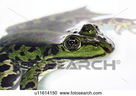 eye, amphibisch, close-up, camouflage, animal, freisteller, amphibian View Large Photo Image Stock Image - eye, amphibisch, close-up, camouflage, animal, freisteller, amphibian. Fotosearch