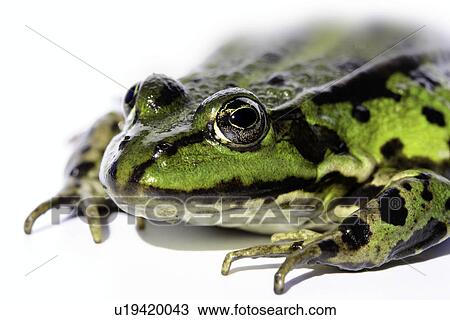 eye, amphibisch, close-up, camouflage, animal, freisteller, amphibian View Large Photo Image Stock Image - eye, amphibisch, close-up, camouflage, animal, freisteller, amphibian. Fotosearch