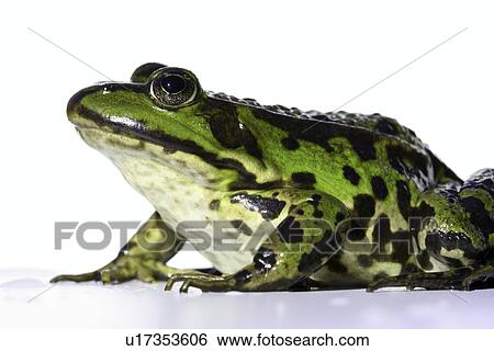 Stock Photograph - eye, amphibisch, close-up, camouflage, animal, frog, amphibian. Fotosearch