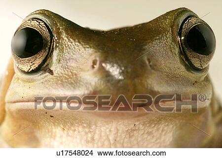 eye, animals, close-up, CLOSE, caerulea, alfred View Large Photo Image Picture - eye, animals, close-up, CLOSE, caerulea, alfred. Fotosearch