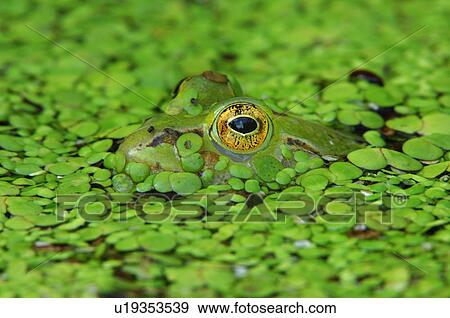 frog, amphibious, eye, edible frog, camouflage, green, amphibian View Large Photo Image Stock Photo - frog, amphibious, eye, edible frog, camouflage, green, amphibian. Fotosearch