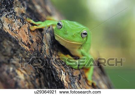 frog, animal, eye, baumfrosch, Australia, green, amphibian View Large Photo Image Stock Image - frog, animal, eye, baumfrosch, Australia, green, amphibian. Fotosearch