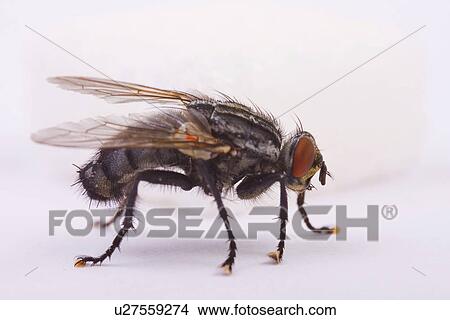 animal, close-up, carnaria, animals, alfred View Large Photo Image Picture - animal, close-up, carnaria, animals, alfred. Fotosearch