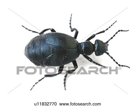 animals, black, beetle, Austria, alfred View Large Photo Image Stock Image - animals, black, beetle, Austria, alfred. Fotosearch