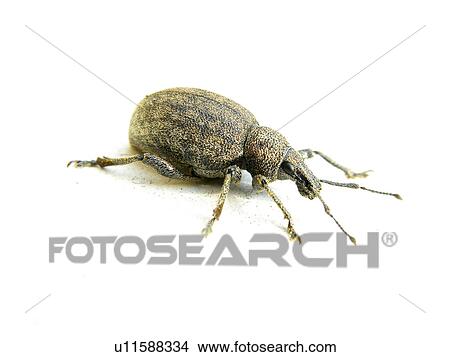 animals, CLOSE, beetle, Austria, alfred View Large Photo Image Picture - animals, CLOSE, beetle, Austria, alfred. Fotosearch
