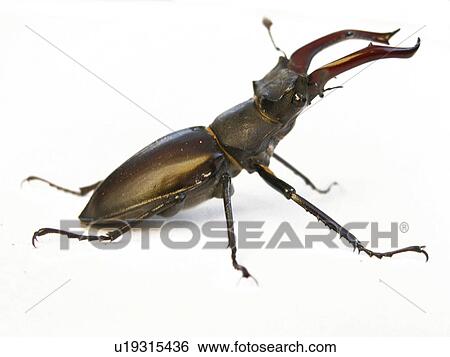 animals, CLOSE, beetle, Austria, alfred View Large Photo Image Stock Photograph - animals, CLOSE, beetle, Austria, alfred. Fotosearch