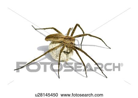 animals, CLOSE, brown, araneae, alfred View Large Photo Image Stock Image - animals, CLOSE, brown, araneae, alfred. Fotosearch