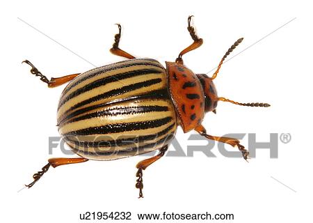 animals, close-up, CLOSE, beetle, alfred View Large Photo Image Stock Image - animals, close-up, CLOSE, beetle, alfred. Fotosearch