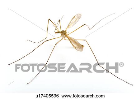 animals, indoor photo, hexapoda, brown, alfred View Large Photo Image Stock Photograph - animals, indoor photo, hexapoda, brown, alfred. Fotosearch