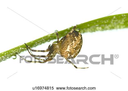 Stock Photography - arachnid, brown, araneus, araneae, alfred. Fotosearch