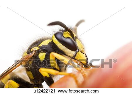 befallen, animal, apples, apple, animals, alfred View Large Photo Image Stock Image - befallen, animal, apples, apple, animals, alfred. Fotosearch