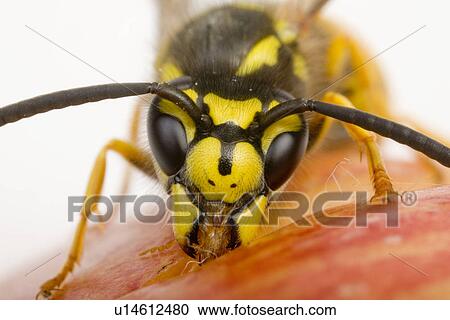 befallen, animal, apples, apple, animals, alfred View Large Photo Image Stock Image - befallen, animal, apples, apple, animals, alfred. Fotosearch