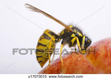 befallen, animal, apples, apple, animals, alfred View Large Photo Image Stock Photography - befallen, animal, apples, apple, animals, alfred. Fotosearch