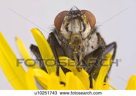 botany, alfred, blowball, animals, animal, agg View Large Photo Image Stock Image - botany, alfred, blowball, animals, animal, agg. Fotosearch