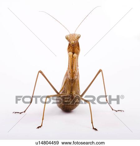 brown, indoor photo, gottesanbeterin, ganzansicht, alfred View Large Photo Image Stock Photo - brown, indoor photo, gottesanbeterin, ganzansicht, alfred. Fotosearch