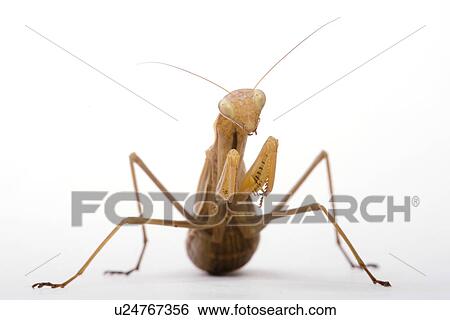 brown, indoor photo, gottesanbeterin, ganzansicht, alfred View Large Photo Image Stock Photograph - brown, indoor photo, gottesanbeterin, ganzansicht, alfred. Fotosearch
