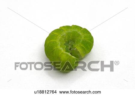 butterfly larva, animal, butterfly, buss, bugs, alexandra View Large Photo Image Picture - butterfly larva, animal, butterfly, buss, bugs, alexandra. Fotosearch