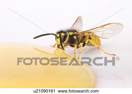candy, animal, bees, bee, animals, alfred View Large Photo Image Stock Image - candy, animal, bees, bee, animals, alfred. Fotosearch