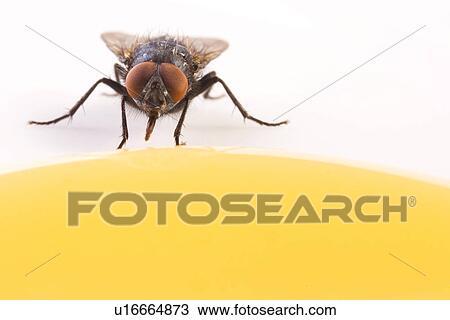 candy, animal, calliphora, blue, animals, alfred View Large Photo Image Stock Image - candy, animal, calliphora, blue, animals, alfred. Fotosearch