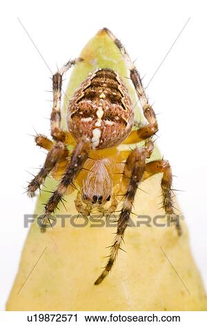 cankerous, animal, araneus, arachnid, animals, alfred View Large Photo Image Stock Image - cankerous, animal, araneus, arachnid, animals, alfred. Fotosearch