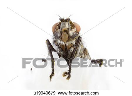 close-up, animal, canaria, botany, animals, alfred View Large Photo Image Stock Photo - close-up, animal, canaria, botany, animals, alfred. Fotosearch