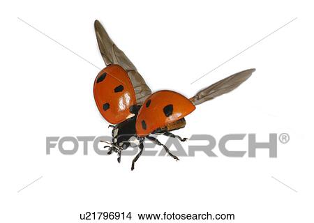 close-up, animals, CLOSE, beetle, austria, alfred View Large Photo Image Picture - close-up, animals, CLOSE, beetle, austria, alfred. Fotosearch