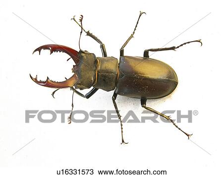 close-up, animals, CLOSE, beetle, Austria, alfred View Large Photo Image Stock Image - close-up, animals, CLOSE, beetle, Austria, alfred. Fotosearch