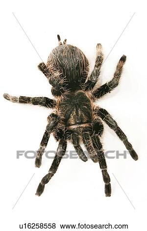 close-up, animals, CLOSE, black, araneae, alfred View Large Photo Image Stock Photo - close-up, animals, CLOSE, black, araneae, alfred. Fotosearch