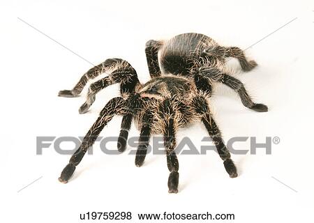 close-up, animals, CLOSE, black, araneae, alfred View Large Photo Image Stock Photo - close-up, animals, CLOSE, black, araneae, alfred. Fotosearch
