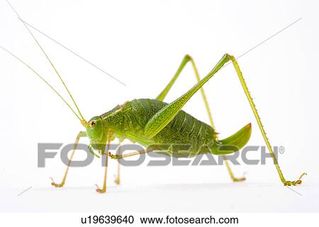 close-up, grasshopper, ganzansicht, colored, alfred View Large Photo Image Stock Image - close-up, grasshopper, ganzansicht, colored, alfred. Fotosearch