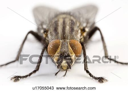 Close-up of a fly View Large Photo Image Stock Image - Close-up of a fly. Fotosearch