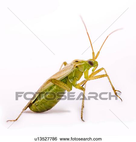 Close-up of a grasshopper View Large Photo Image Stock Photograph - Close-up of a grasshopper . Fotosearch