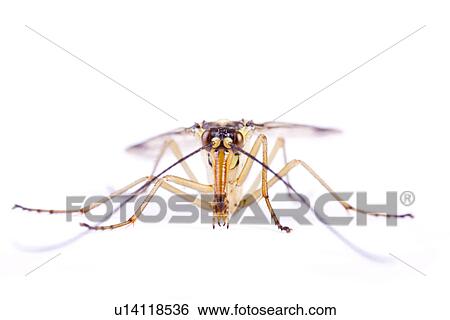 Close up of an insect View Large Photo Image Stock Photograph - Close up of an insect. Fotosearch