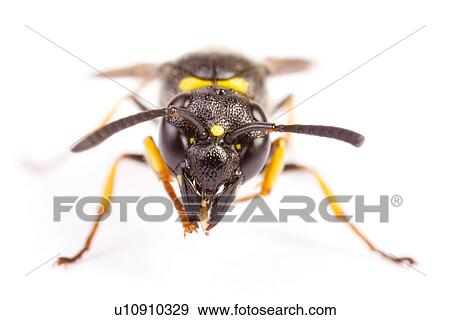 Close-up to a bee View Large Photo Image Stock Photo - Close-up to a bee . Fotosearch